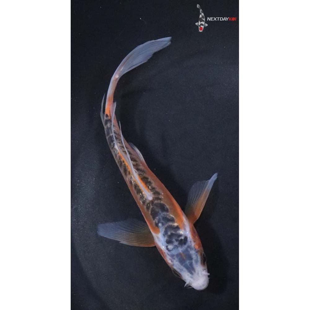 6” Imported Shusui Butterfly Koi