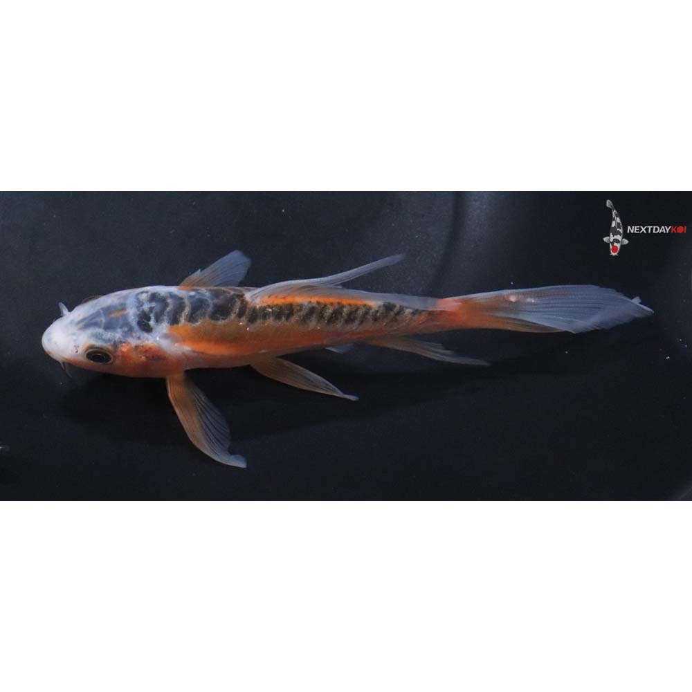 6” Imported Shusui Butterfly Koi