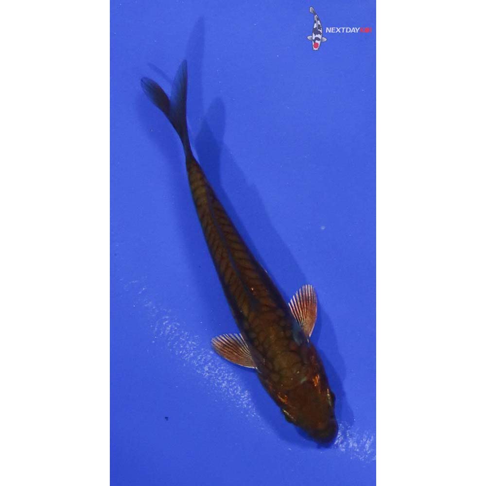3.5” Imported Chagoi