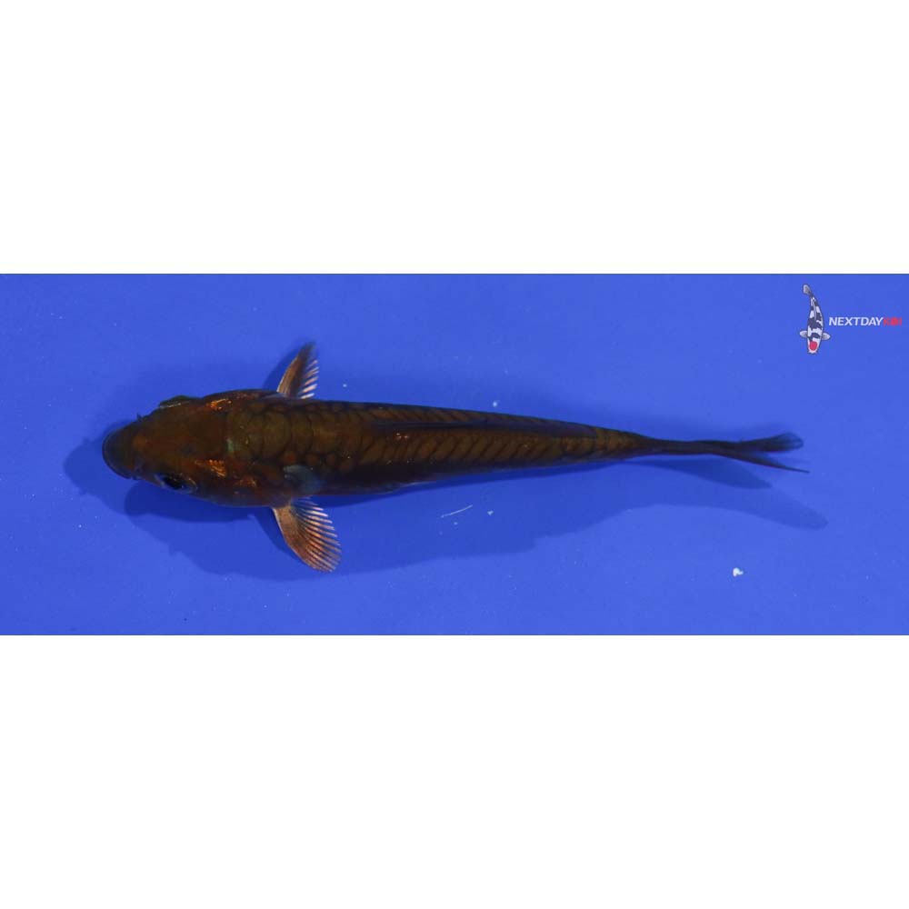 3.5” Imported Chagoi
