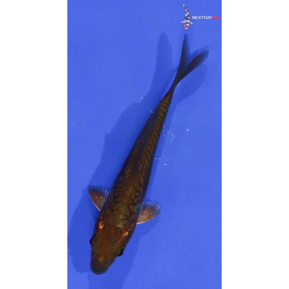 3.5” Imported Chagoi