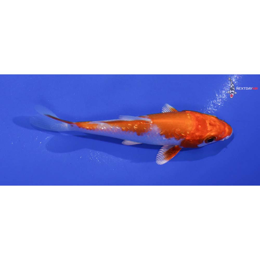 3.5” Imported Gin Rin Hariwake