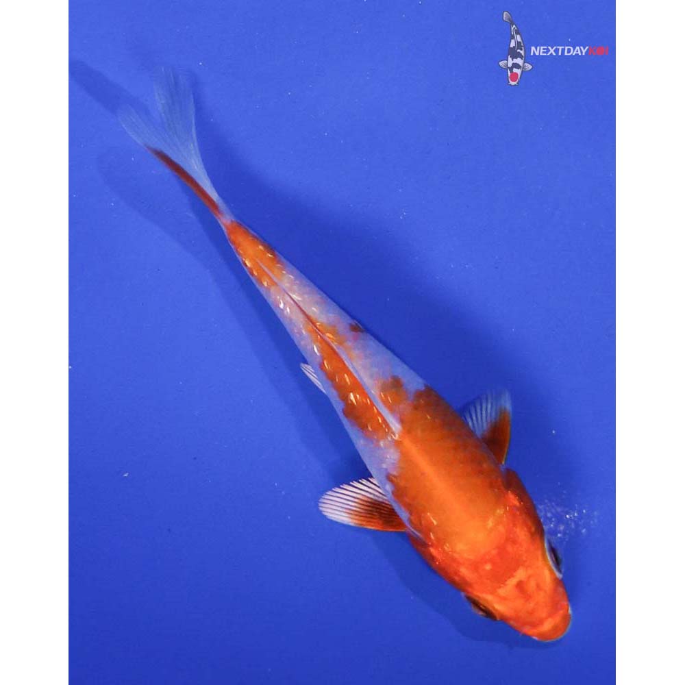 3.5” Imported Gin Rin Hariwake
