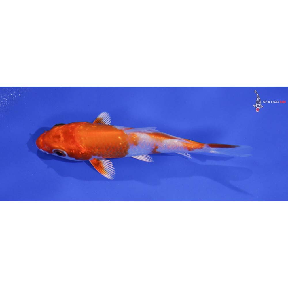 3.5” Imported Gin Rin Hariwake