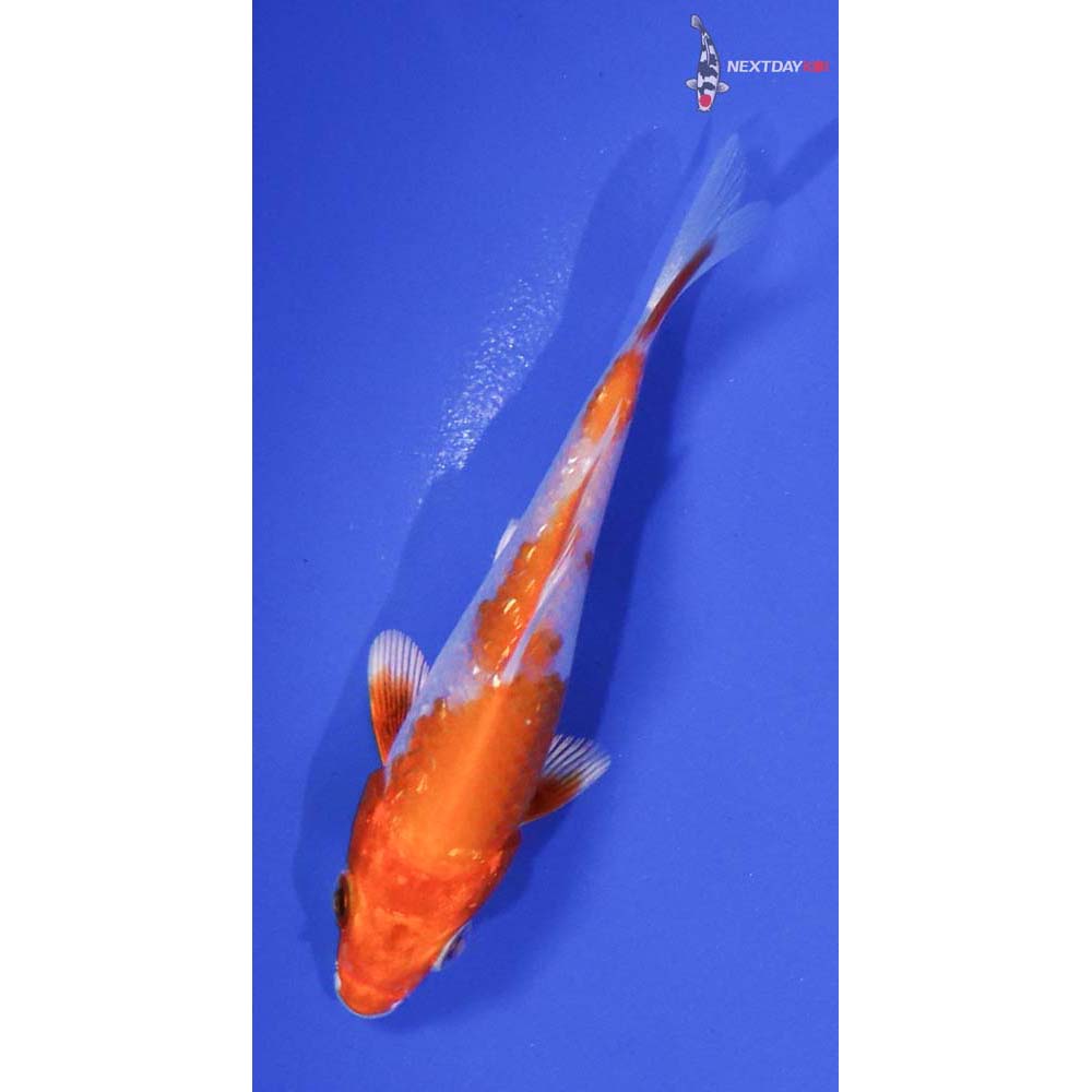 3.5” Imported Gin Rin Hariwake