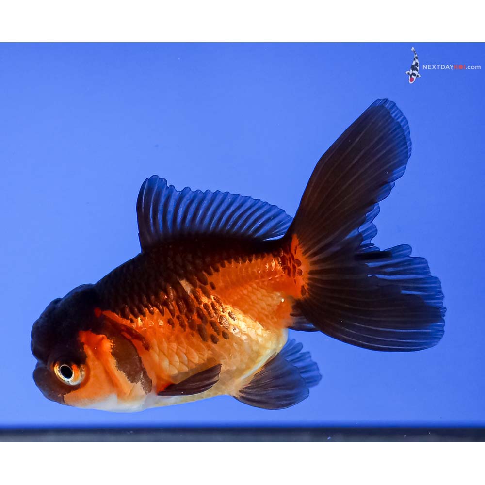 3” Imported Tri Color Oranda