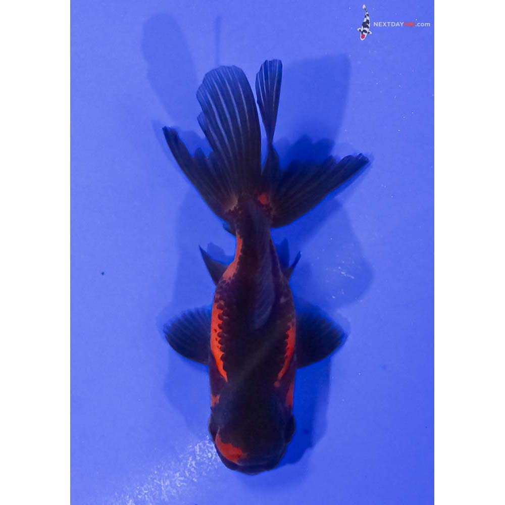 3” Imported Tri Color Oranda