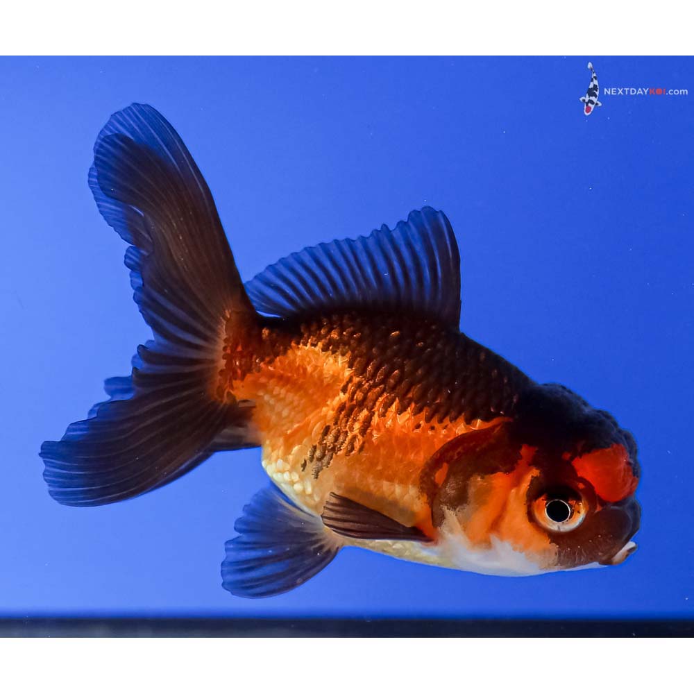 3” Imported Tri Color Oranda