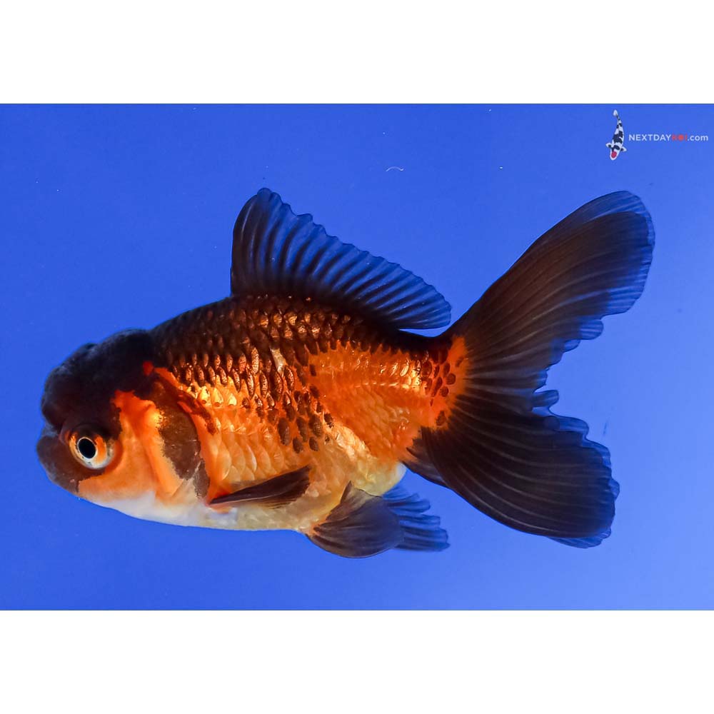3” Imported Tri Color Oranda