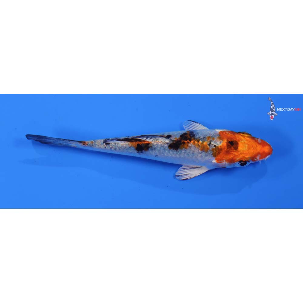3.5” Imported Yamato Nishiki