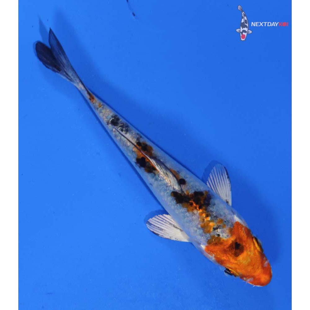 3.5” Imported Yamato Nishiki