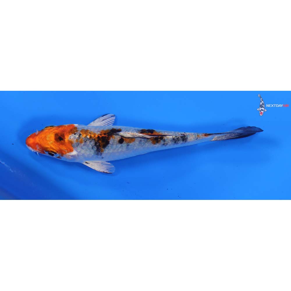 3.5” Imported Yamato Nishiki