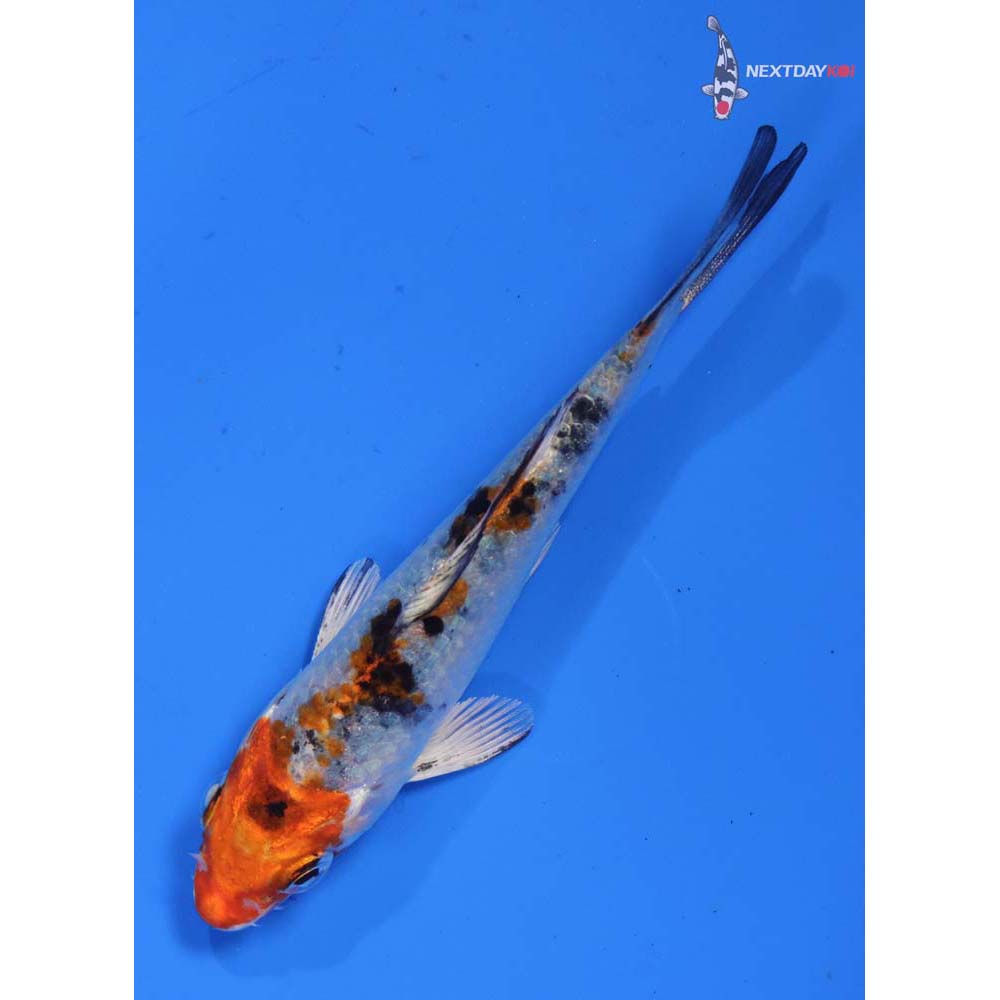 3.5” Imported Yamato Nishiki