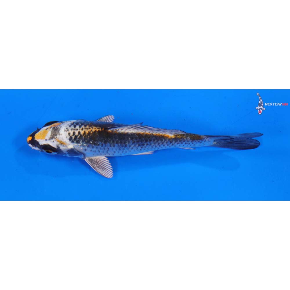 4” Imported Kujaku