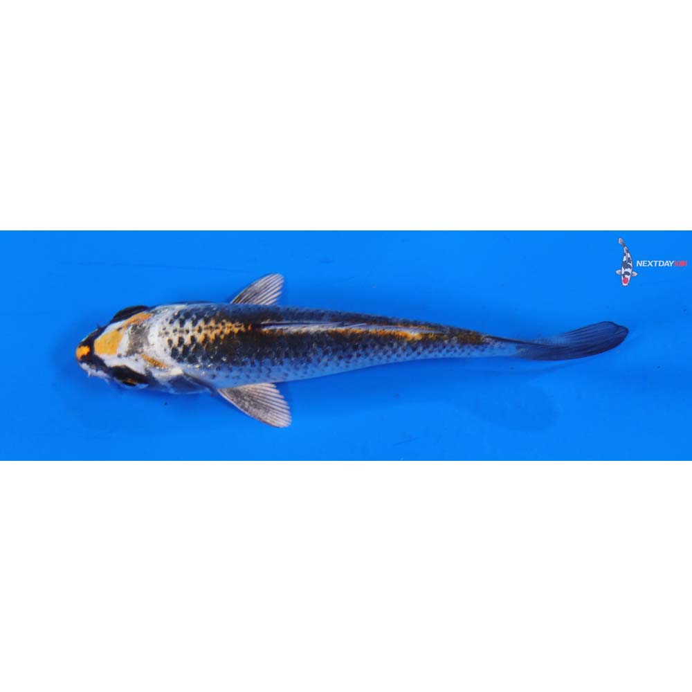 4” Imported Kujaku