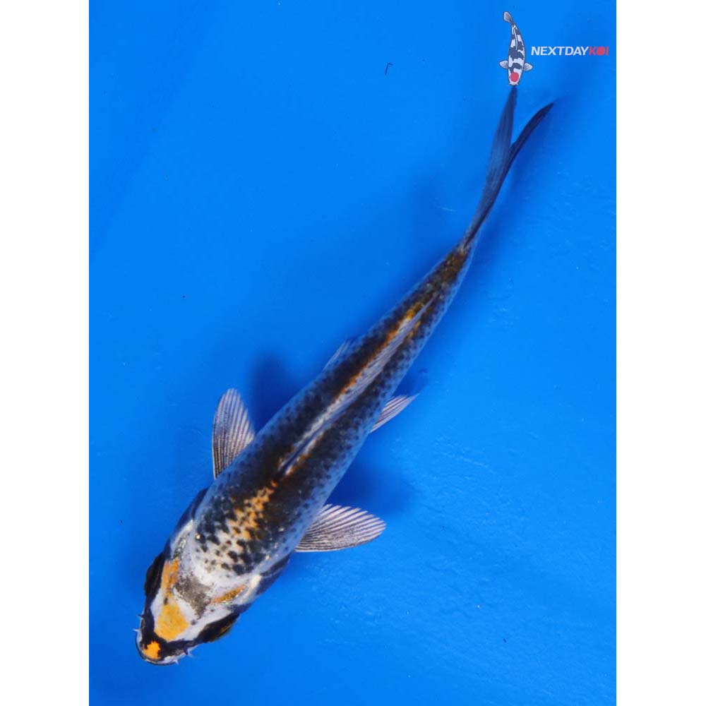 4” Imported Kujaku