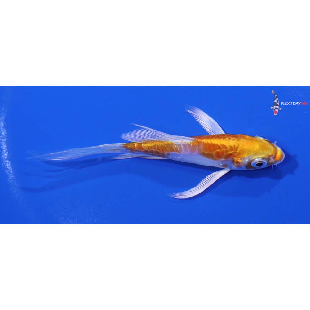 3.5” Imported Kikusui Butterfly Koi