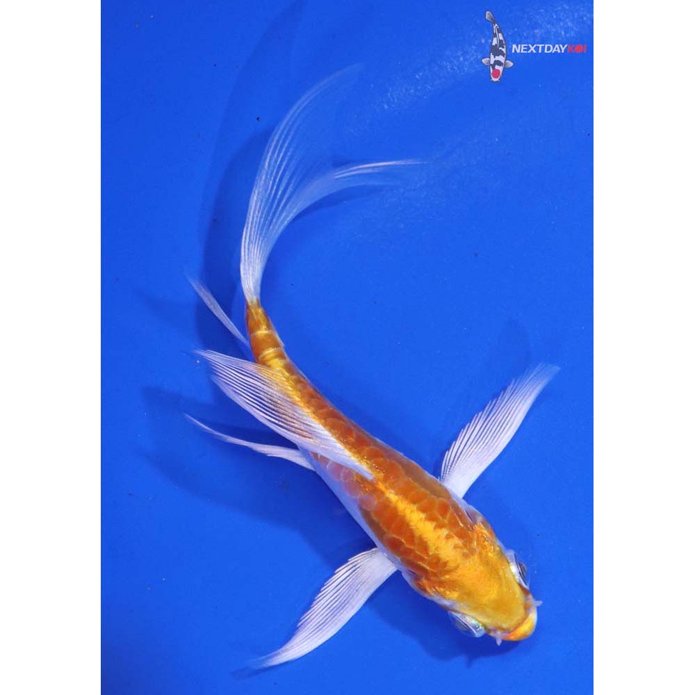 3.5” Imported Kikusui Butterfly Koi