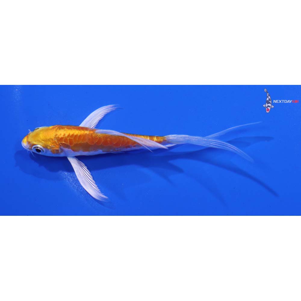 3.5” Imported Kikusui Butterfly Koi