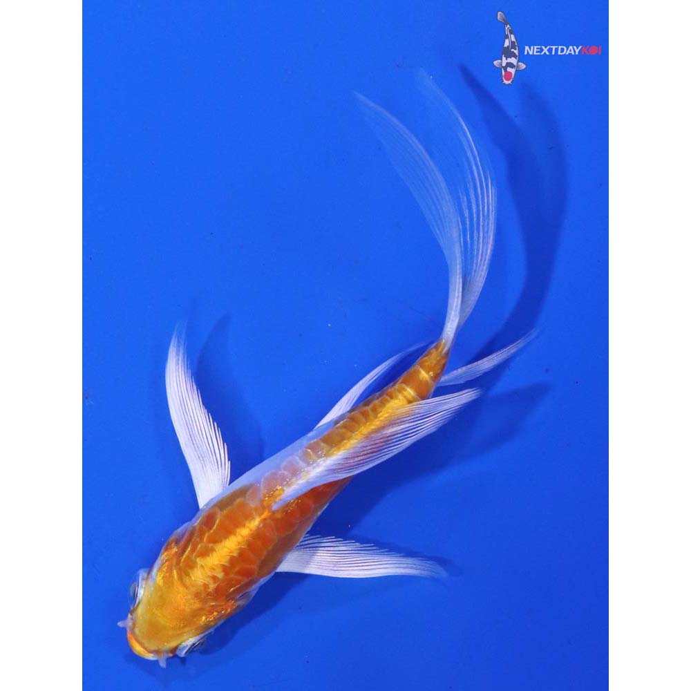 3.5” Imported Kikusui Butterfly Koi