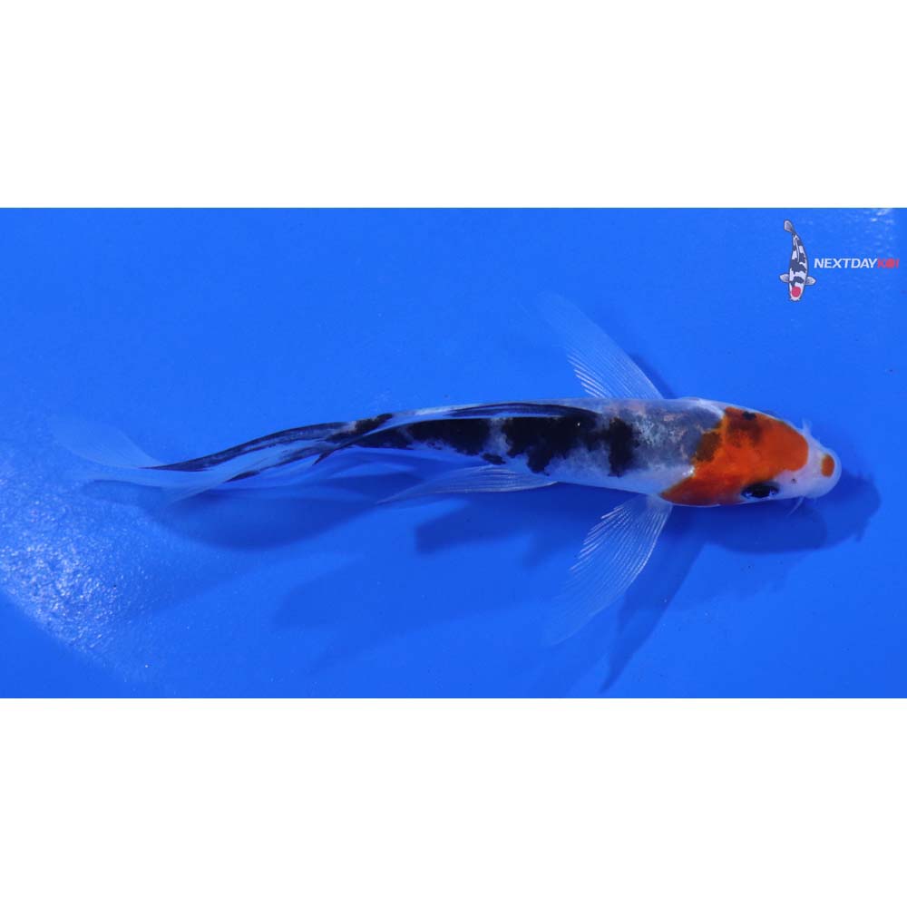 4” Imported Sanke Butterfly Koi