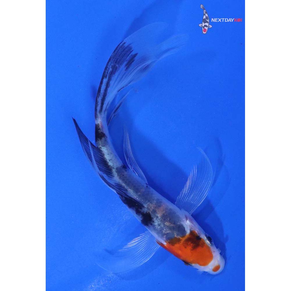 4” Imported Sanke Butterfly Koi