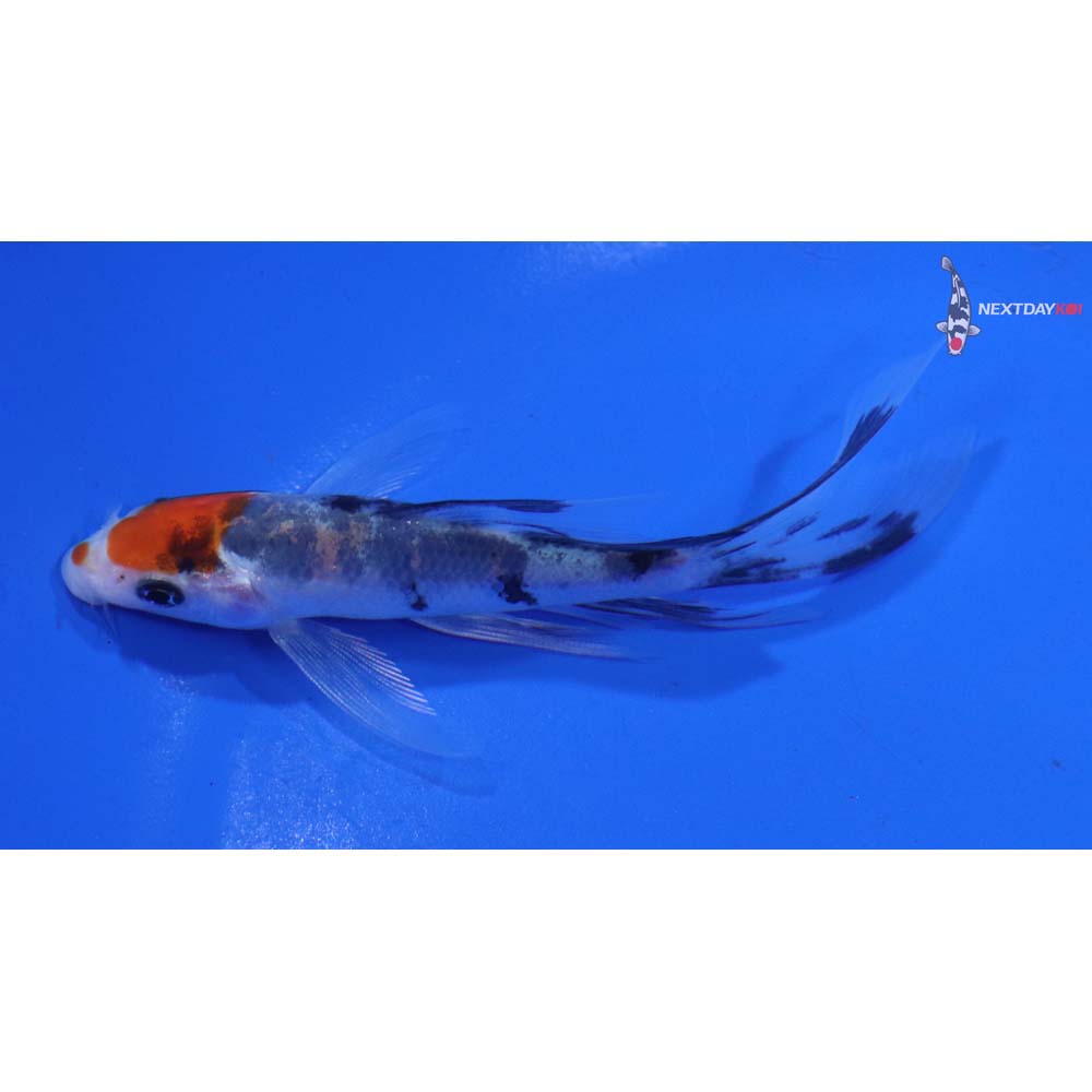 4” Imported Sanke Butterfly Koi