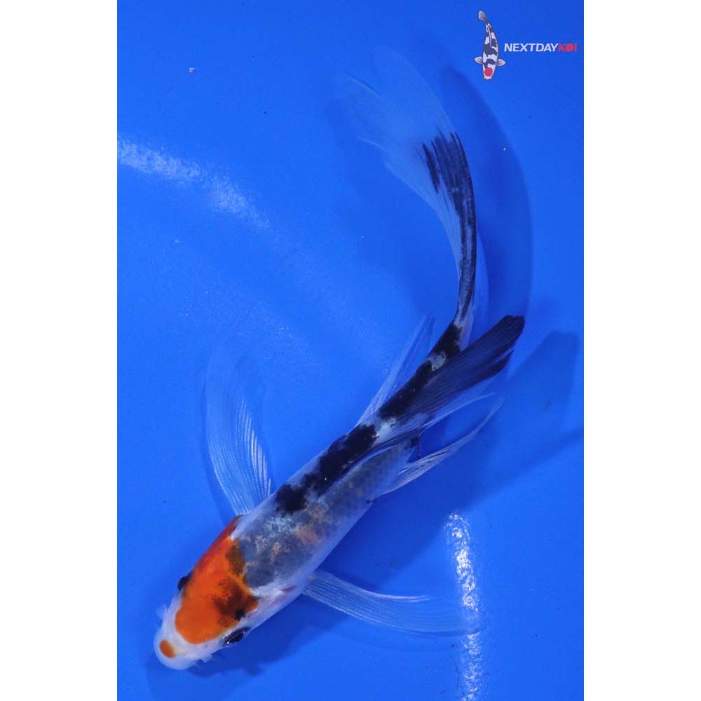 4” Imported Sanke Butterfly Koi