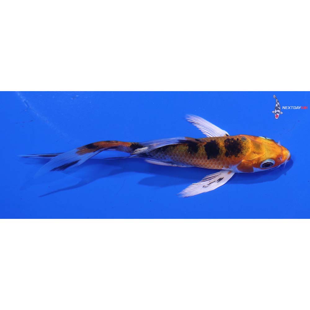 4” Imported Yamato Nishiki Butterfly Koi