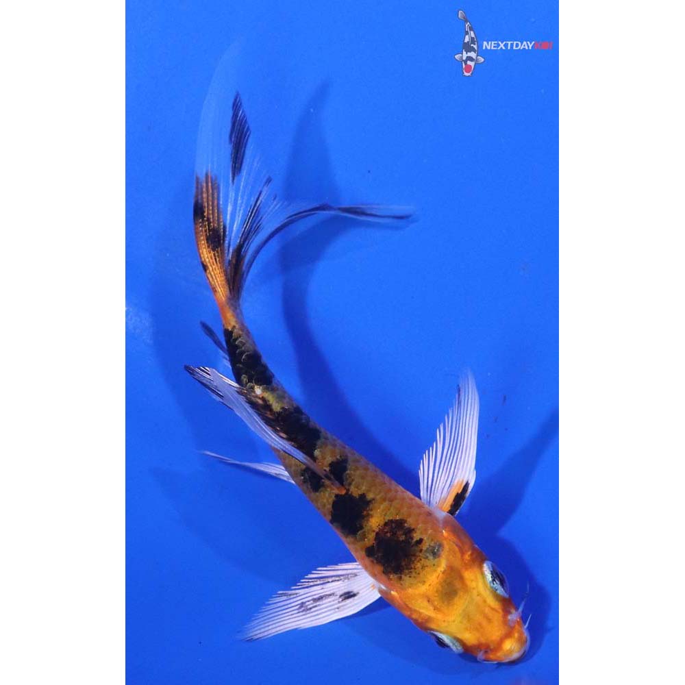4” Imported Yamato Nishiki Butterfly Koi