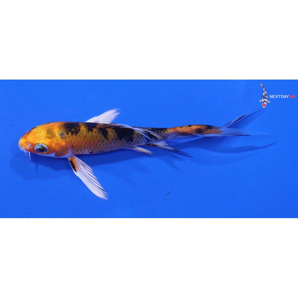 4” Imported Yamato Nishiki Butterfly Koi