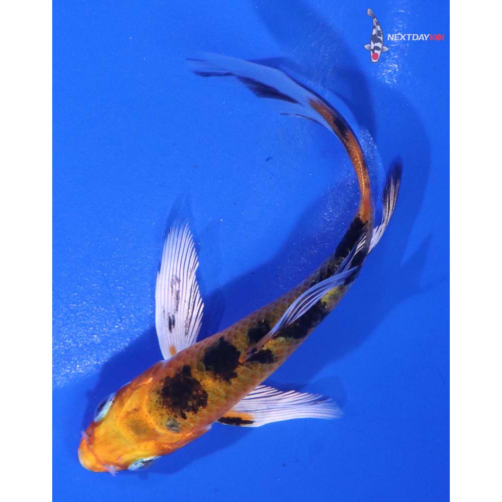 4” Imported Yamato Nishiki Butterfly Koi