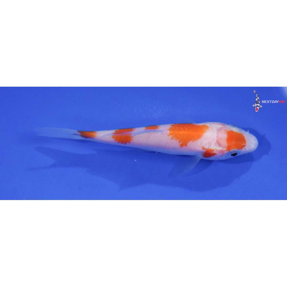 3” Imported Kohaku