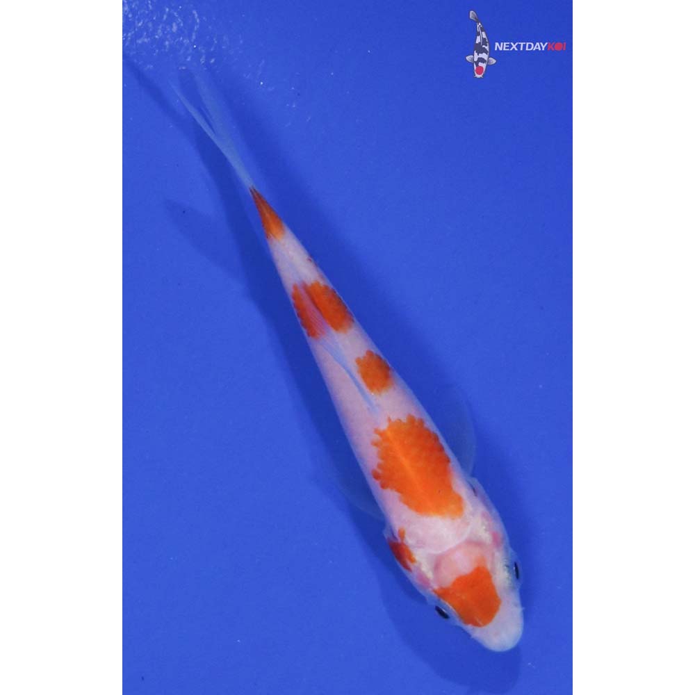 3” Imported Kohaku