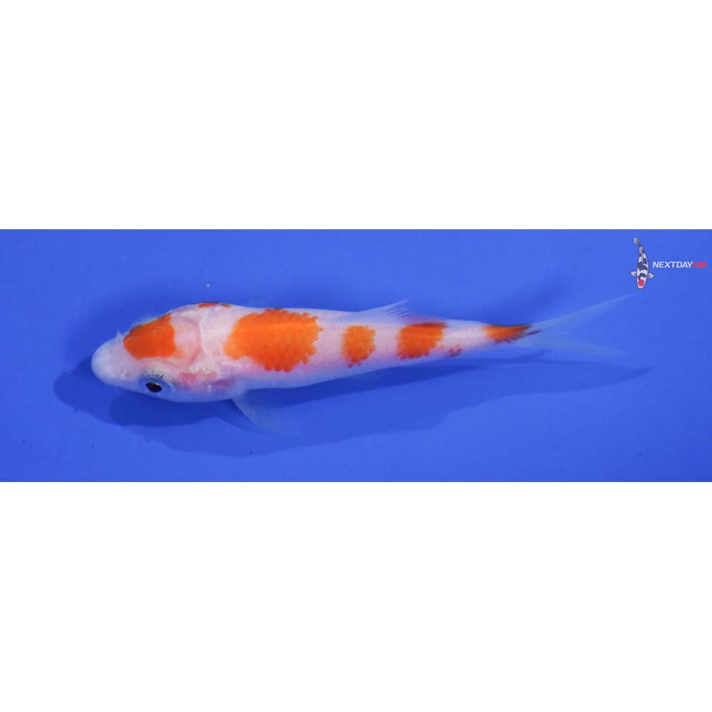 3” Imported Kohaku
