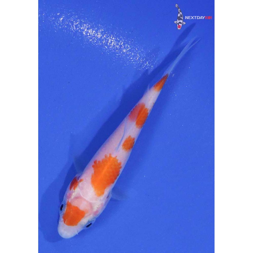 3” Imported Kohaku