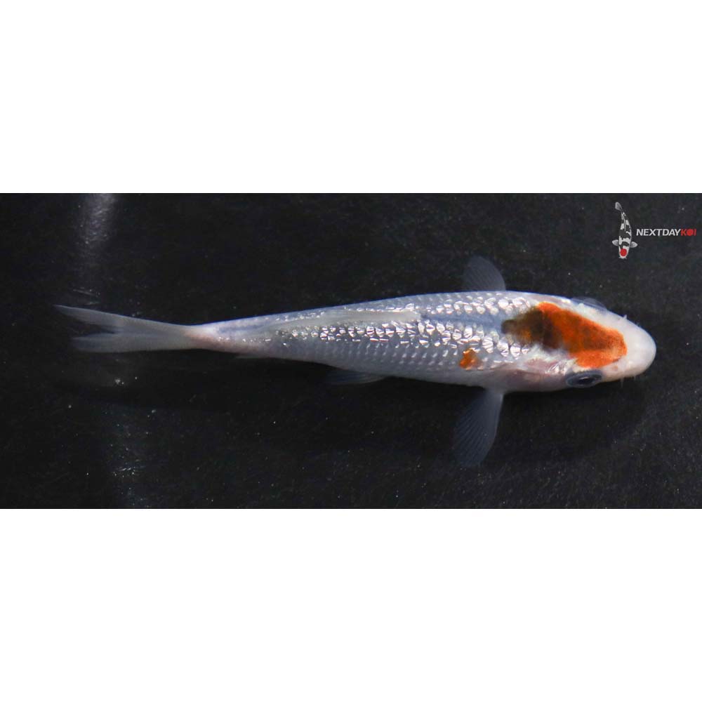 3” Imported Gin Rin Goromo
