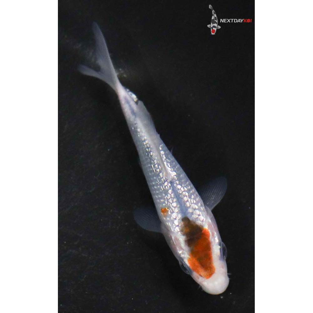 3” Imported Gin Rin Goromo