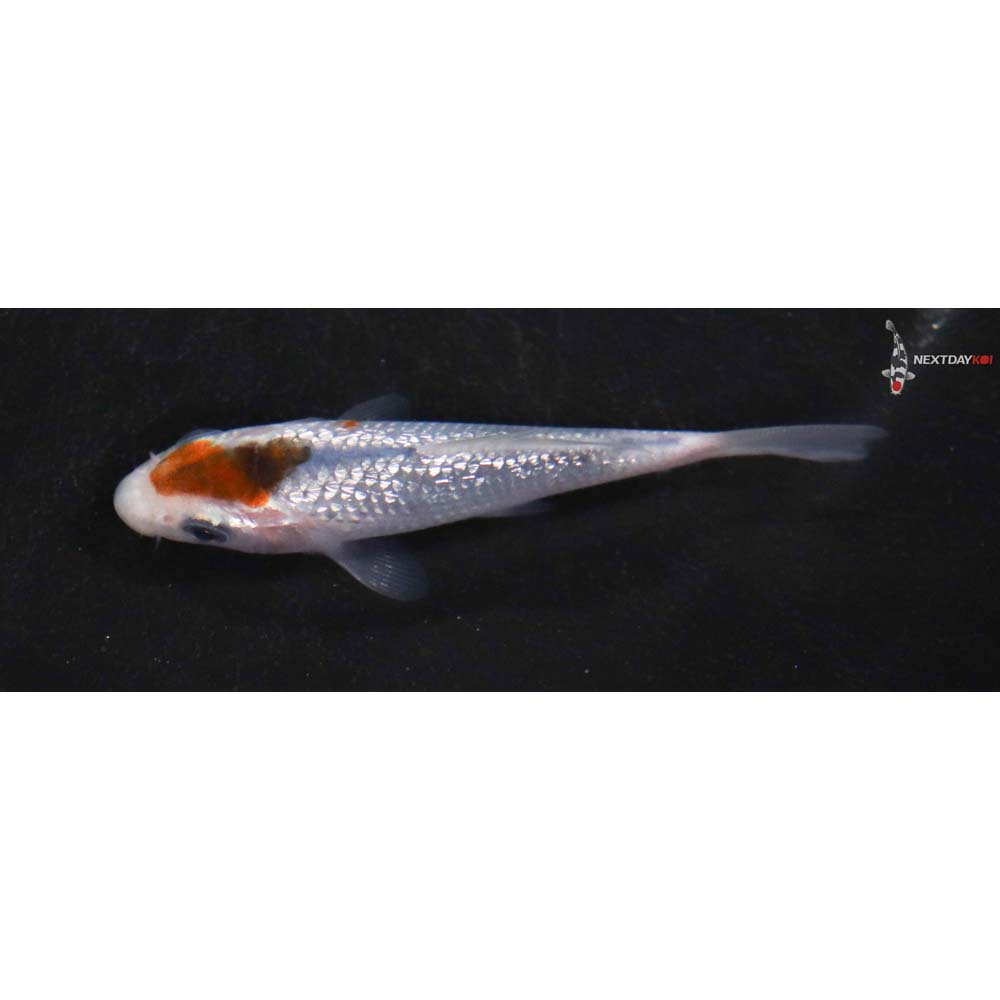 3” Imported Gin Rin Goromo