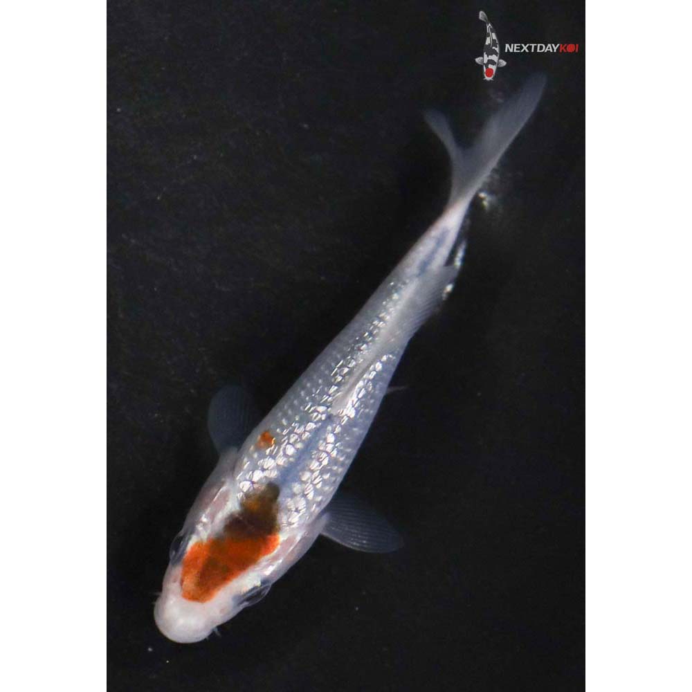 3” Imported Gin Rin Goromo