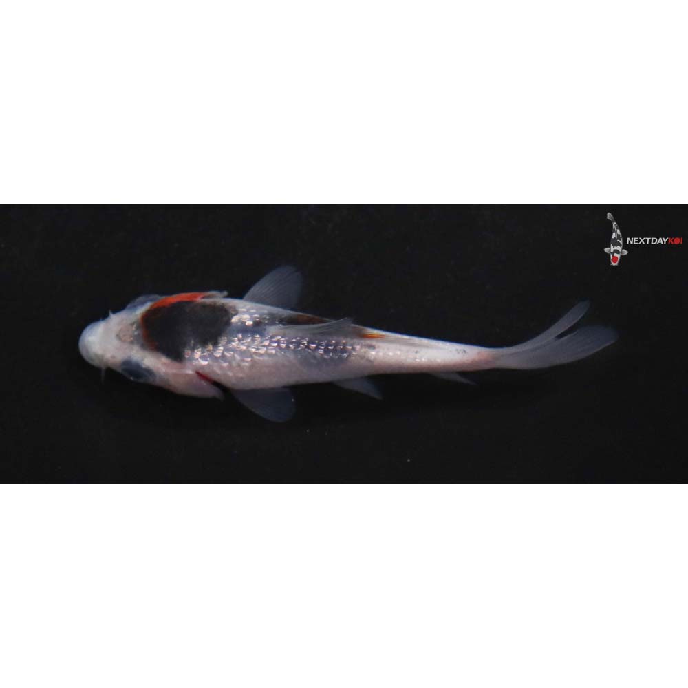 3” Imported Gin Rin Goromo