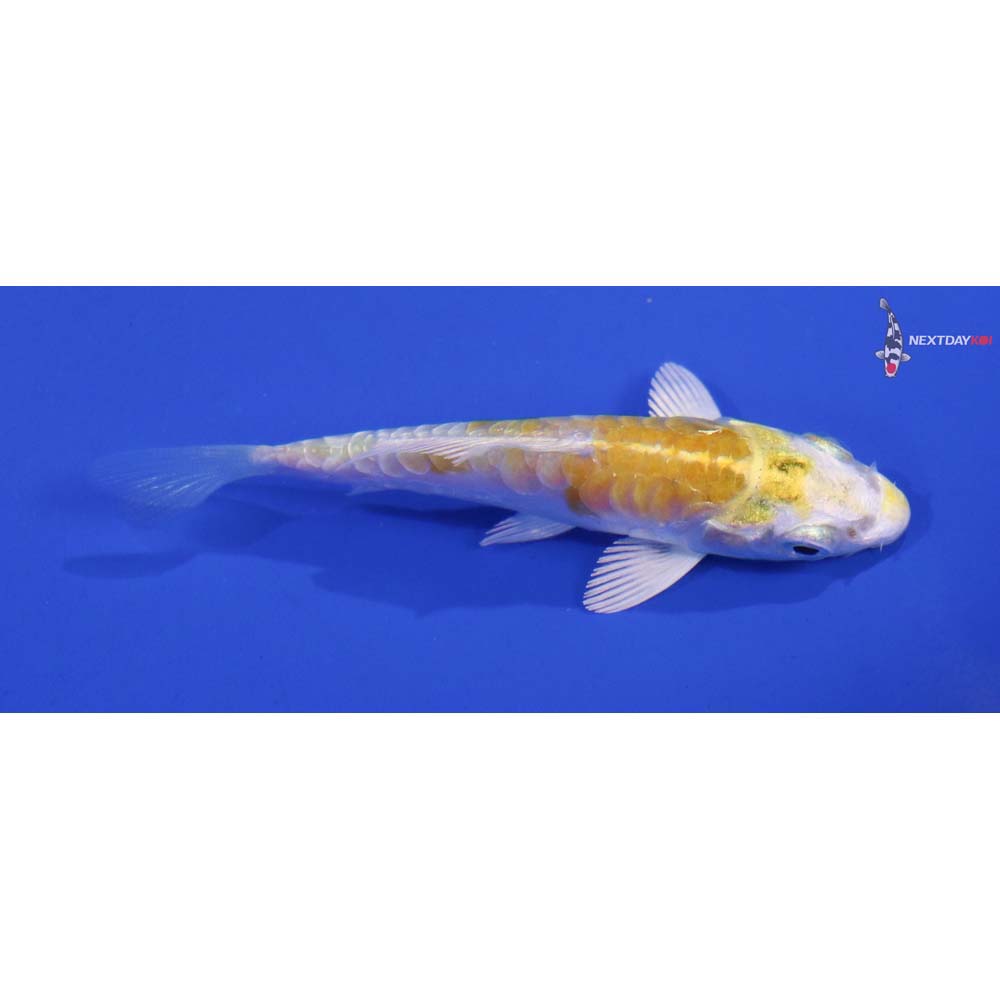3” Imported Lemon Hariwake