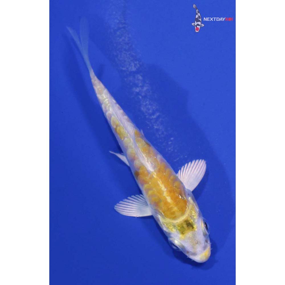 3” Imported Lemon Hariwake