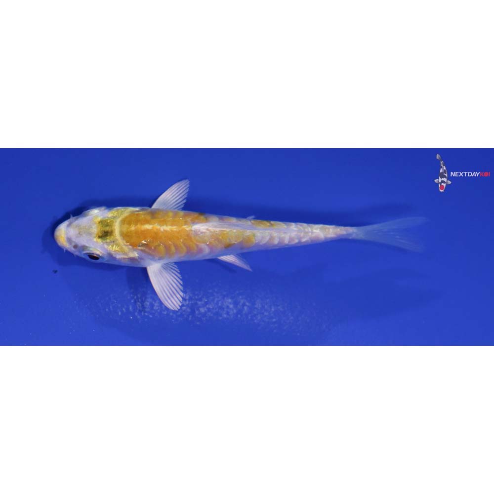 3” Imported Lemon Hariwake