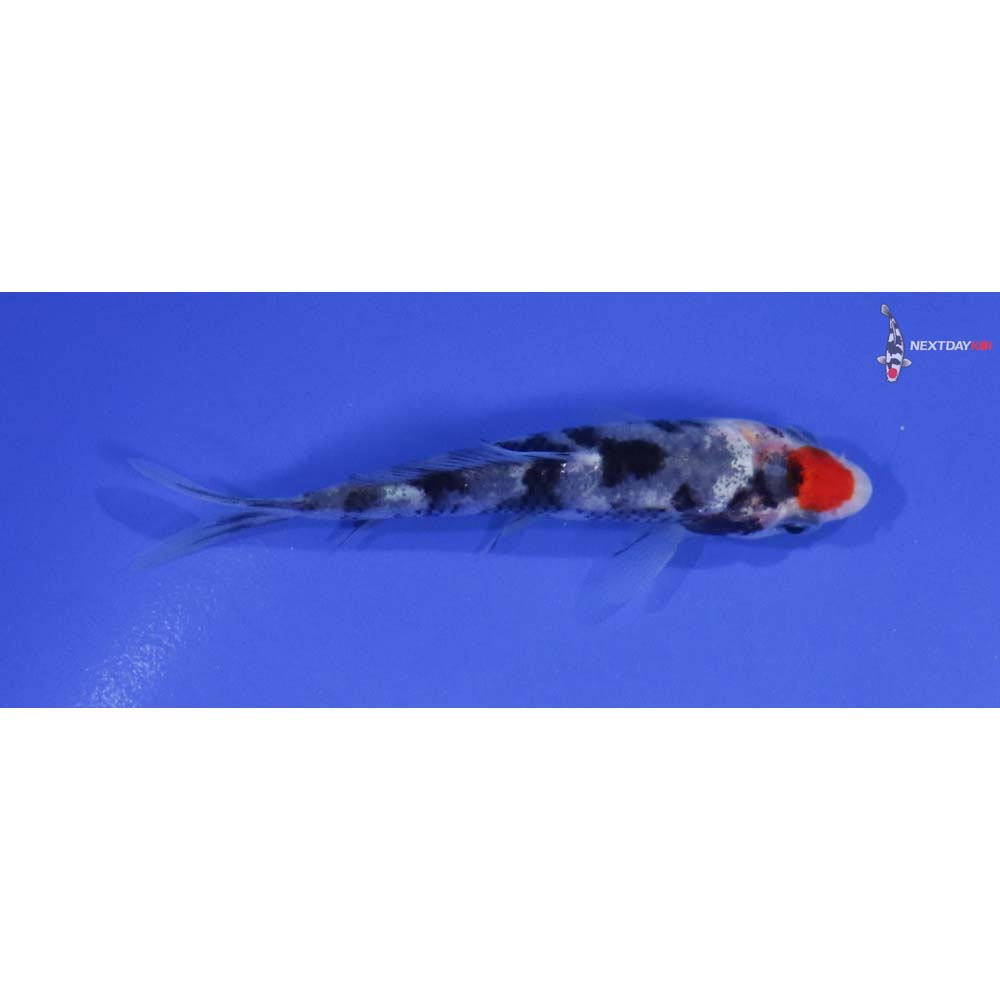 3.5” Imported Tancho Sanke