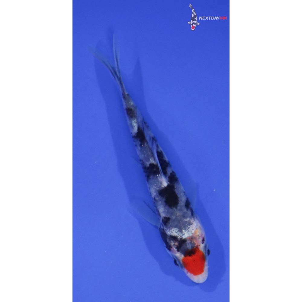3.5” Imported Tancho Sanke