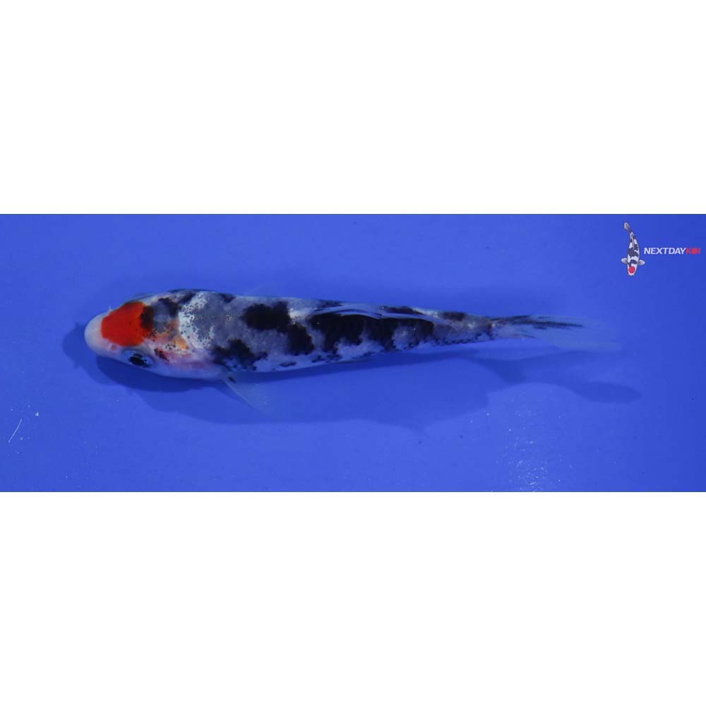 3.5” Imported Tancho Sanke