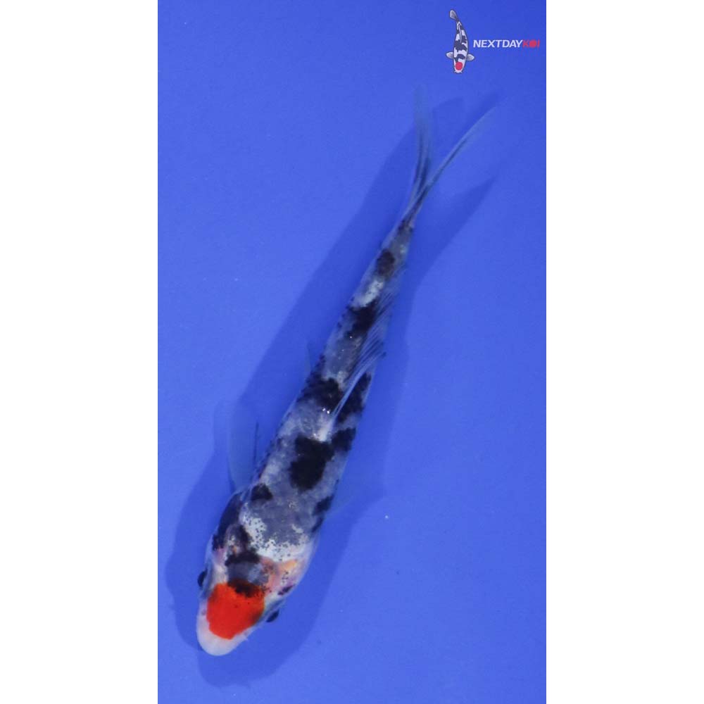 3.5” Imported Tancho Sanke
