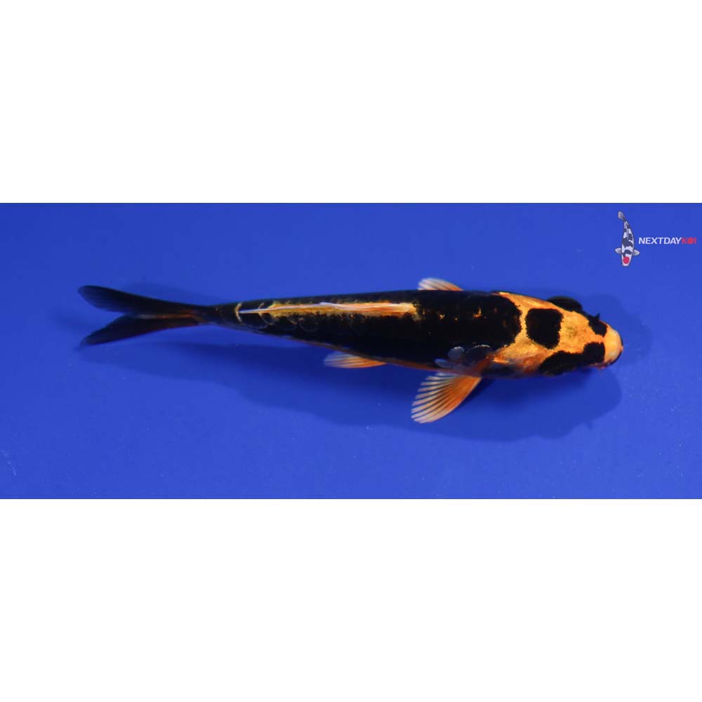 3.5” Imported Kin Kikokuryu
