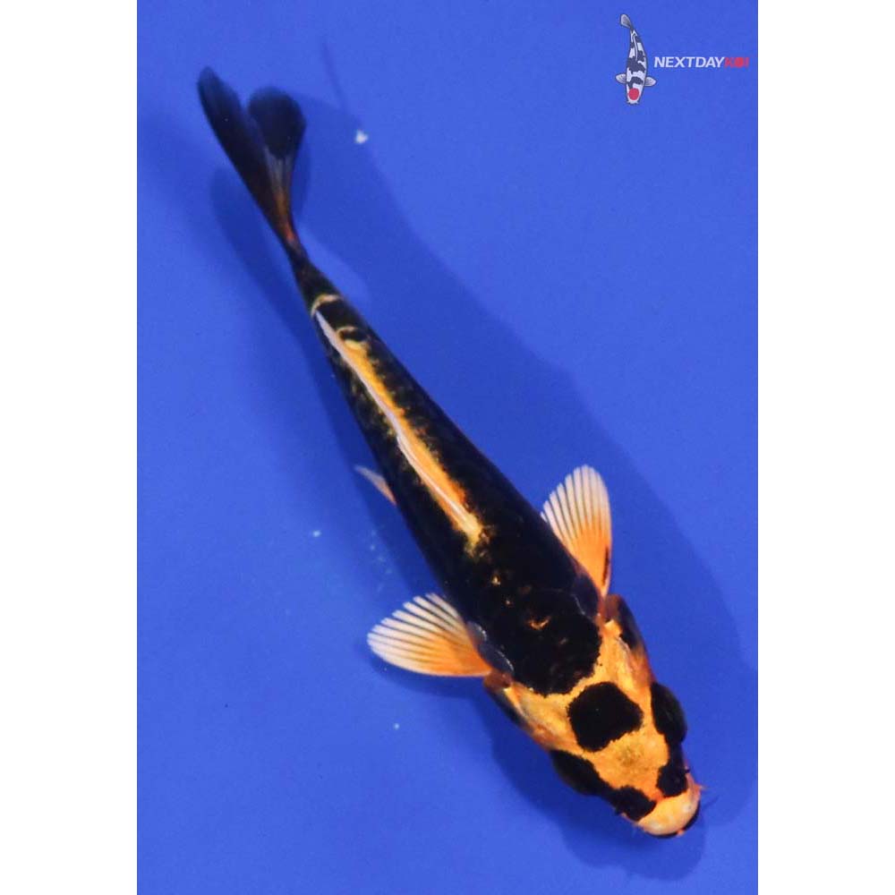 3.5” Imported Kin Kikokuryu